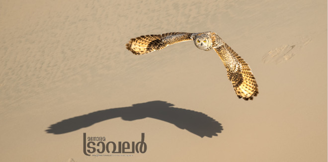 Pharoah Eagle owl